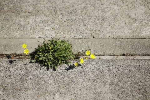 Concrete driveway with caution tape, showcasing a newly installed surface in front of a residential home.